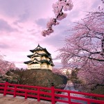 (Hirosaki Castle and cherry blossoms